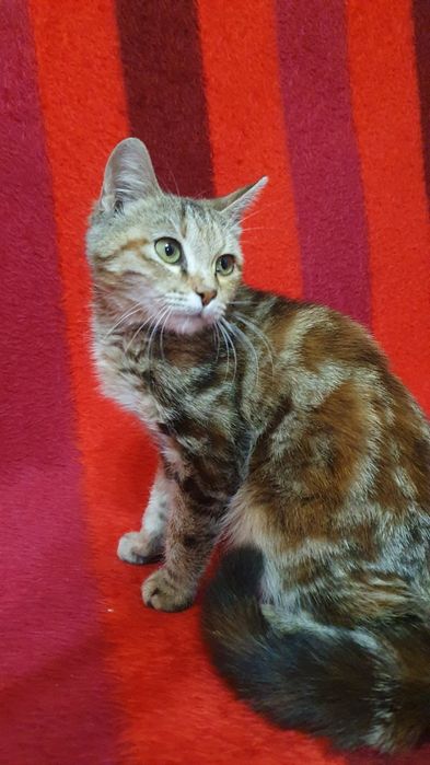 Отдам котёнка в добрые руки