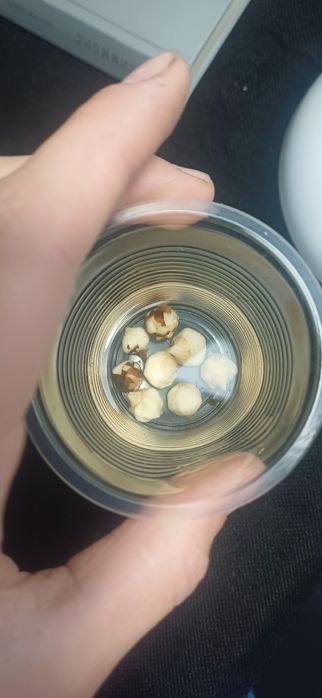 Клубни алоказий полли и бамбино