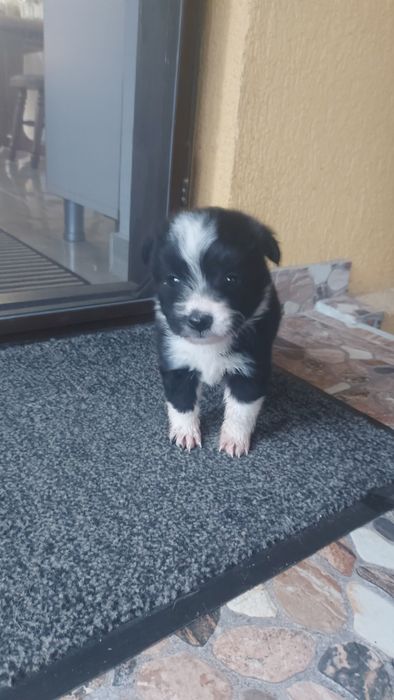 Donez cațel talie mică