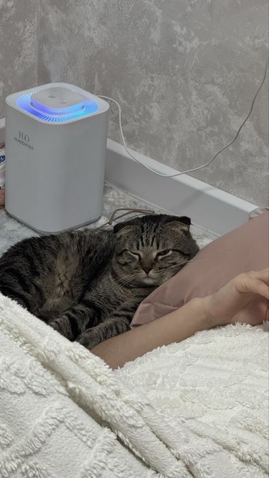 Отдам даром Кота