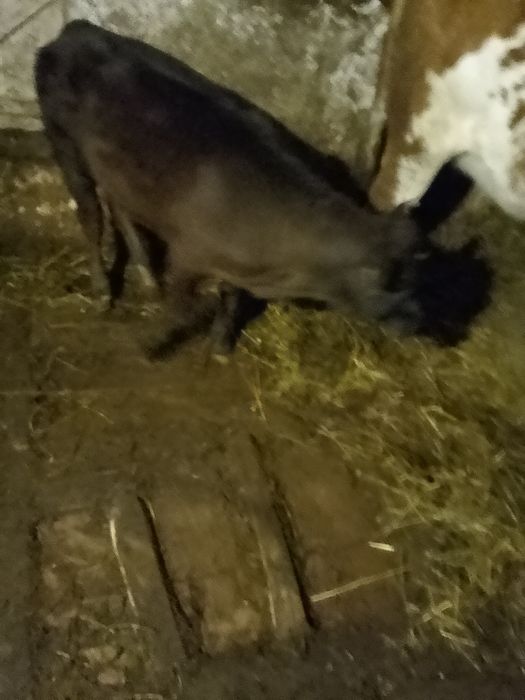 Vând vacă Bălțată de 5 ani cu vițea belgiană de 3 luni.Preț 12.000 neg