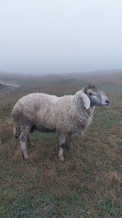 Berbec de sămânță de vânzare mai multe detalii la nr de tf