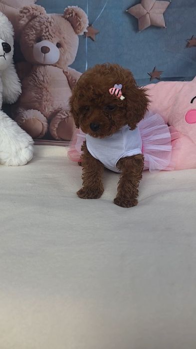 Той пудел/Poodle toy/Момиче с документ за произход