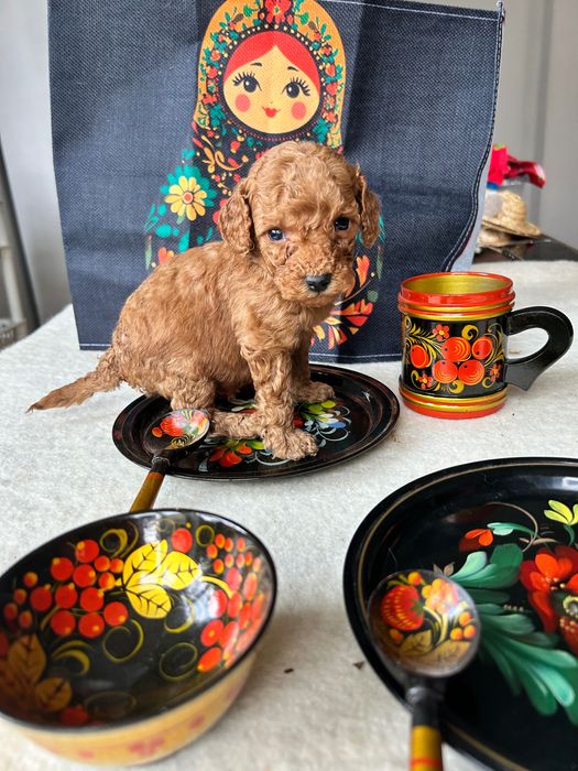 Продавам 4 женски и 2 мъжки мини пудела.