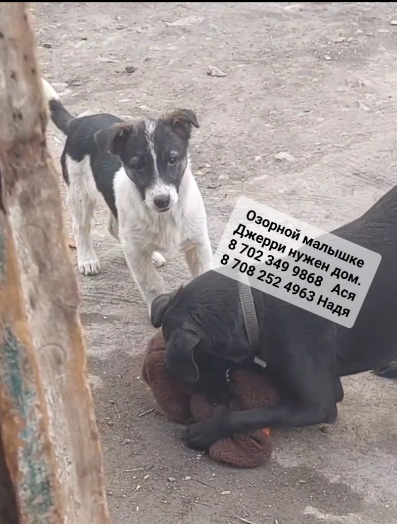 Малышам срочно нужен дом.
