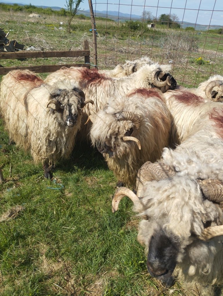 Berbeci de vânzare