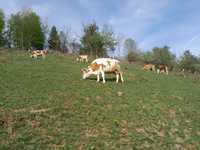 Vaci Baltată Românească