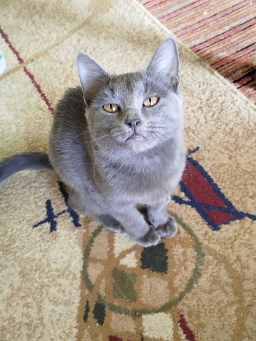 Scottish fold cat