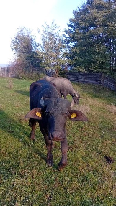 Vand juninca bivola 1 an