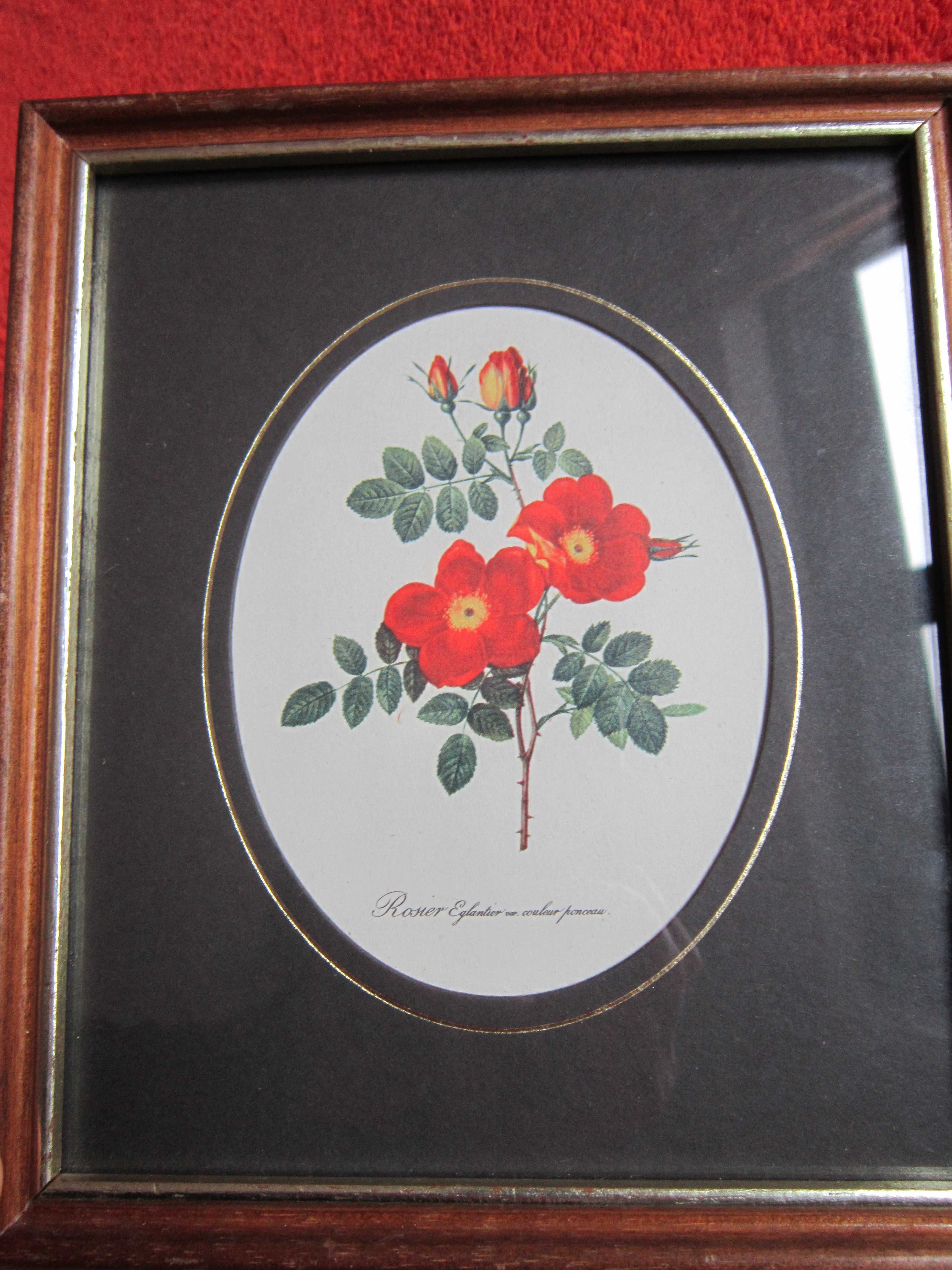 tablou botanic litografie Rosa eglanteria Franta'40 cadou rar