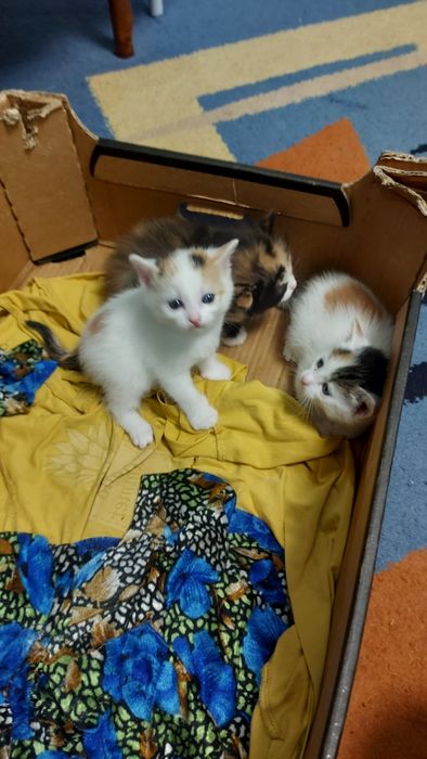 Животные  для дома