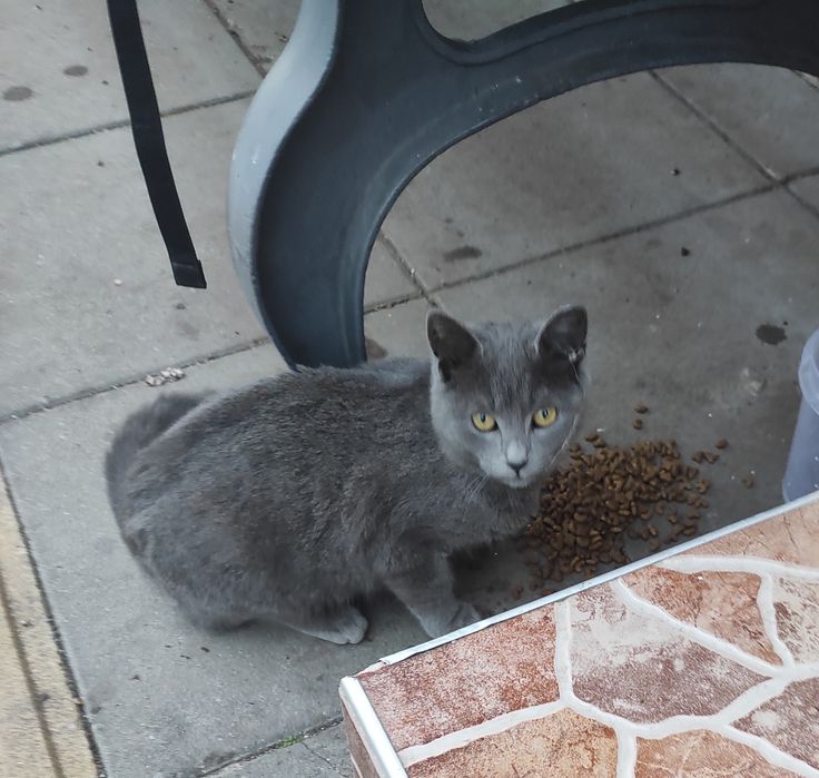 Сивушко търси дом на 6м е