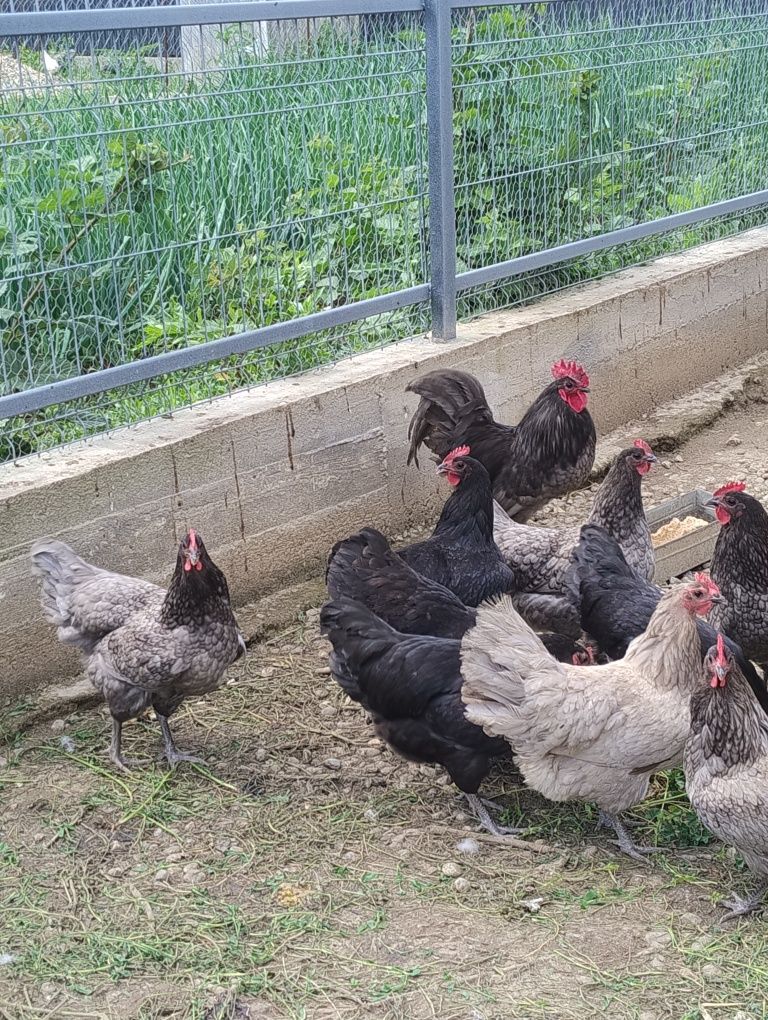 Vând ouă pt incubat