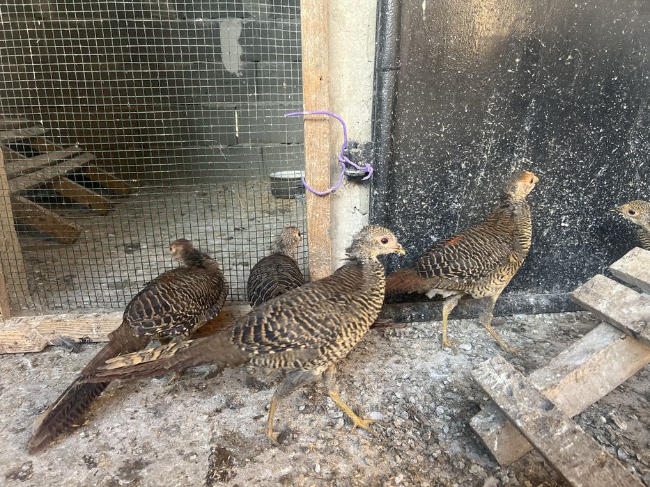 Fazani auriu pe rosu