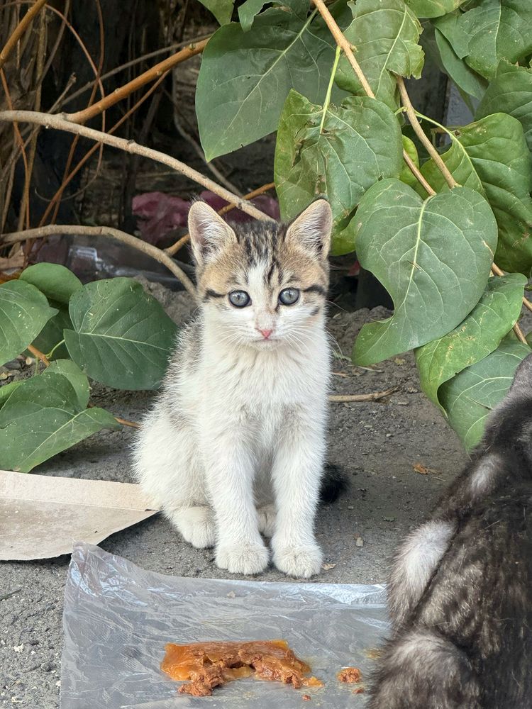 Котенок в поисках дома!