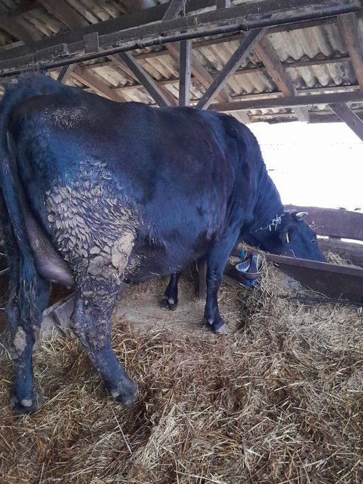 Junică Bălțată de vânzare