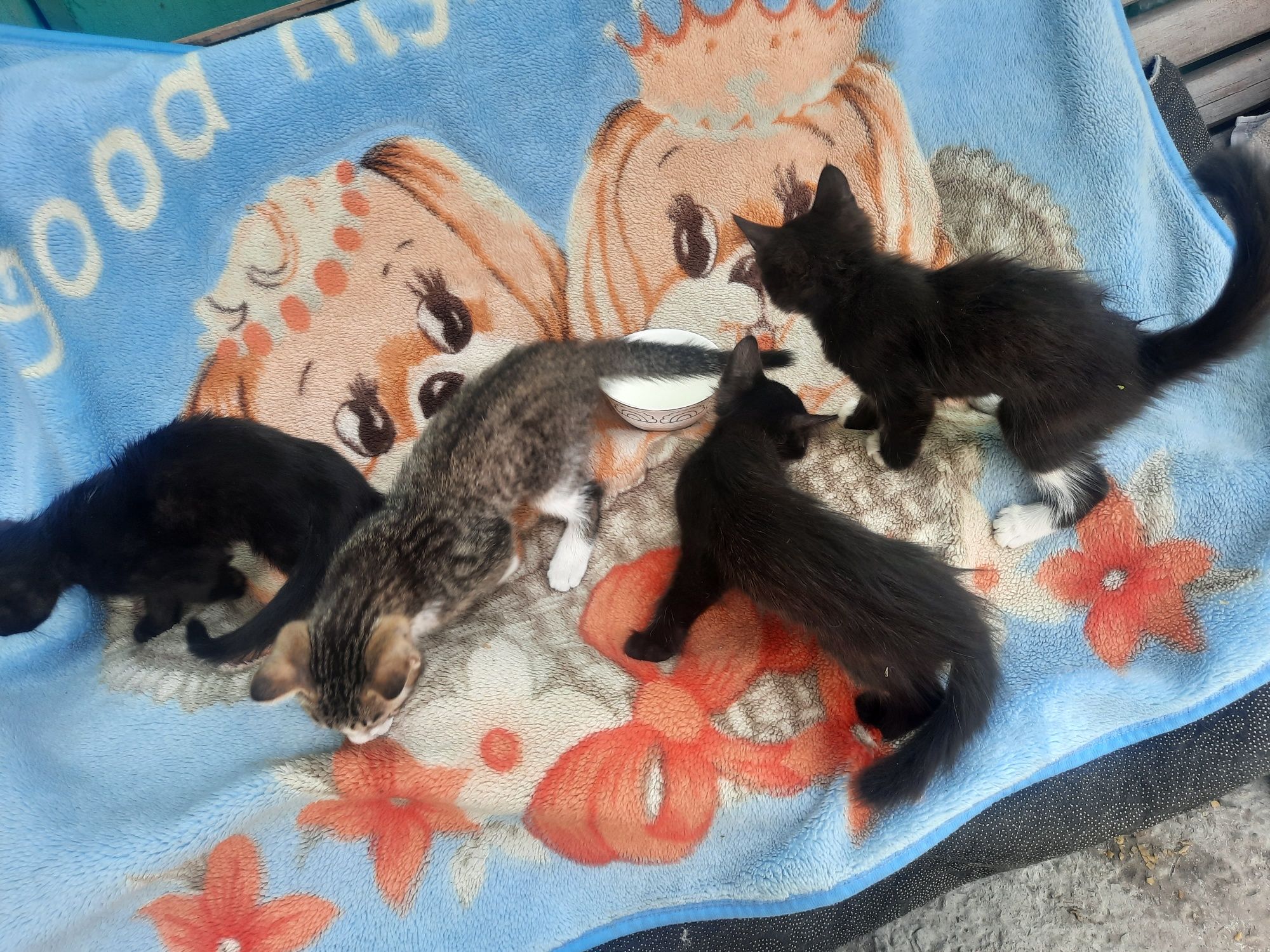 Котята Британцы Англичане  все умеют и кушать сварить