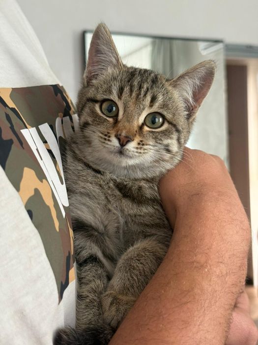 Отдам котёнка девочка