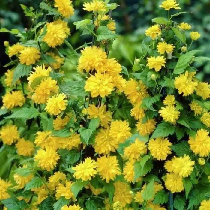 Butas / Răsad pt plantat de Trandafir Domnesc sau Kerria Japonica