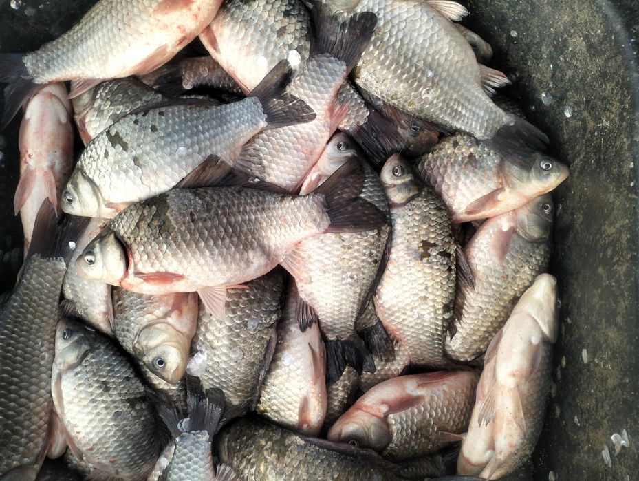 Карась свежий месный