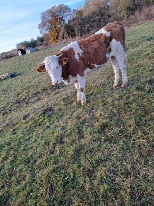 Vand doua vitele tinere