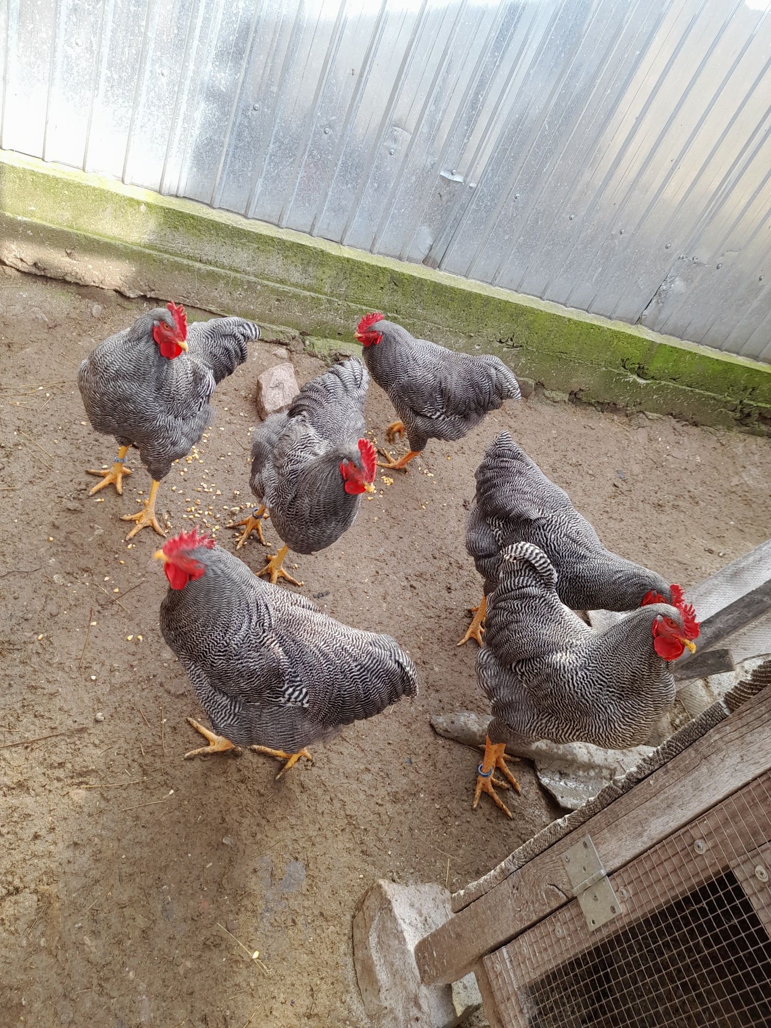 Vând cocoși plymouth rock barat