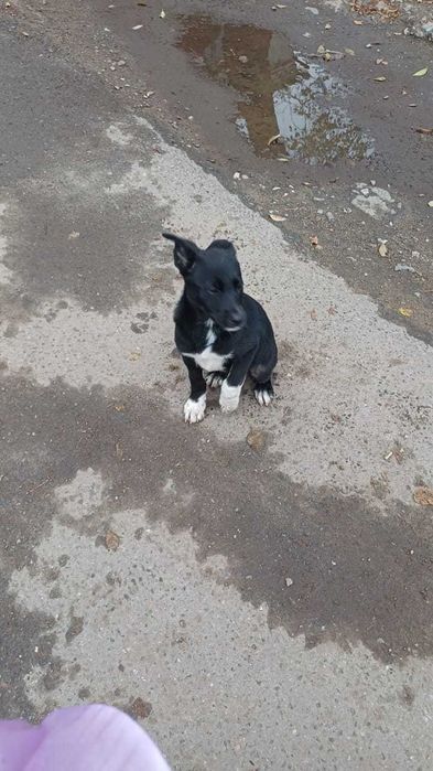 Чей щенок? Хозяин, забери!