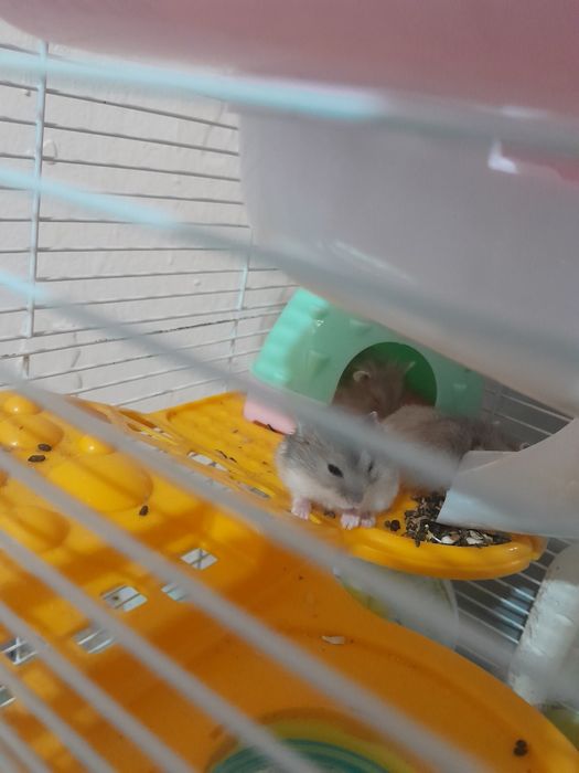 Отдам даром джунгарских хомячков 9 штук мама и детки