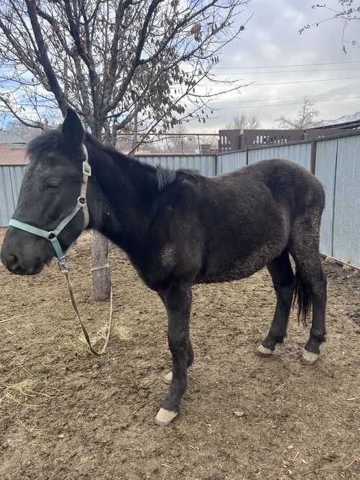 продам жеребчика