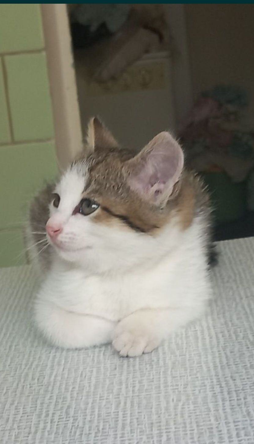 Отдам кошечку  и котика 3 месяца