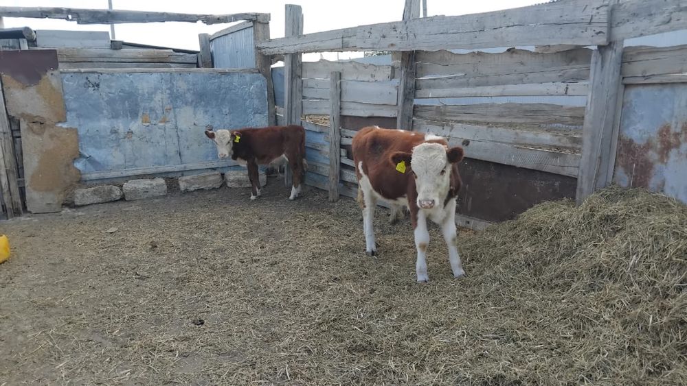 Бұзаулар сатылады подсос еркек