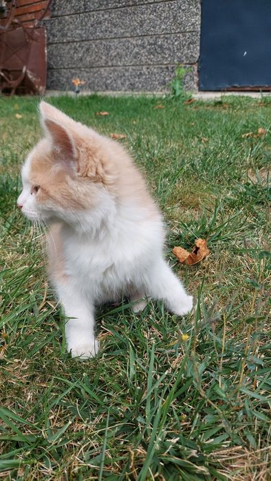 Падарявам малко коте