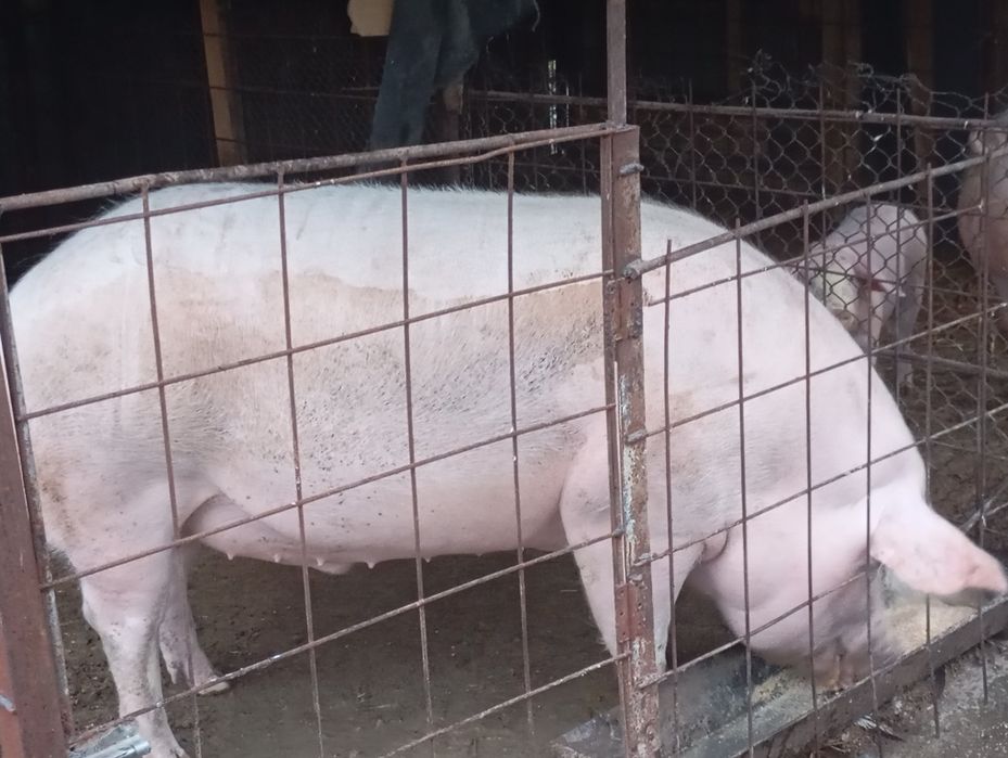 De vânzare izvoru Argeș