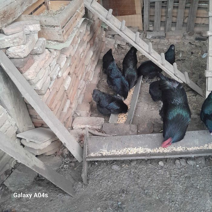 Vând cocosi si gaini Australorp negru