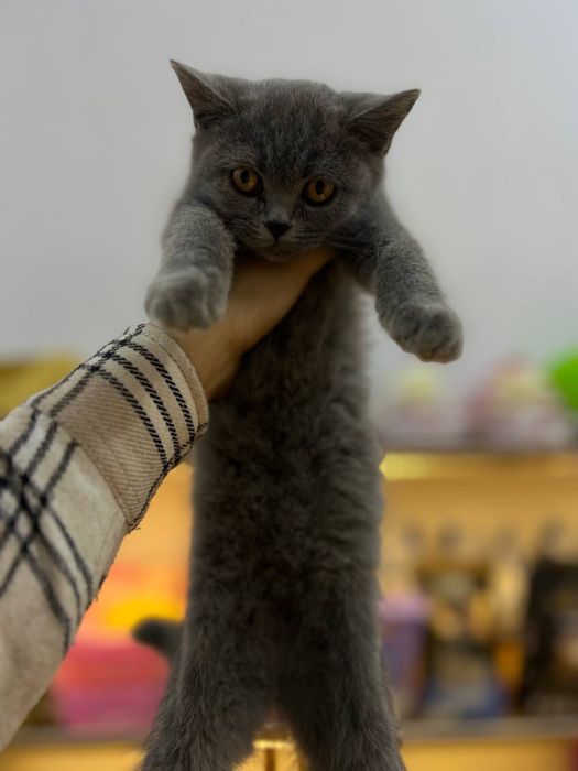 Мушук (шиншилла.фолд.страит)