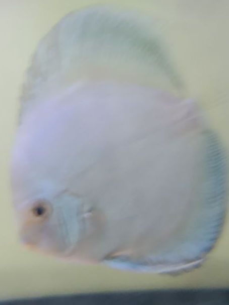 Самцы дискусов,возрастом 1,5 года