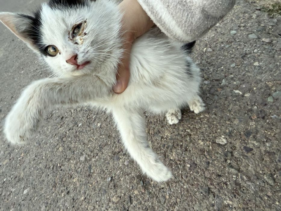 Срочно неравнодушные люди отзовитесь. Котенок мальчик