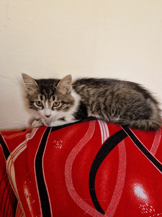 Кот вислоухий 2,5мес