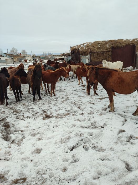 Жабағылар сатылады ұрғашы еркек аралас 14бас
