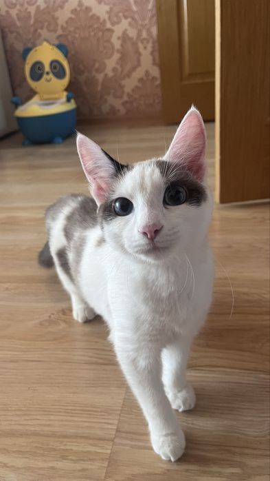 Котят бесплатно в добрые руки