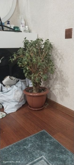 Продам цветок, Доллар