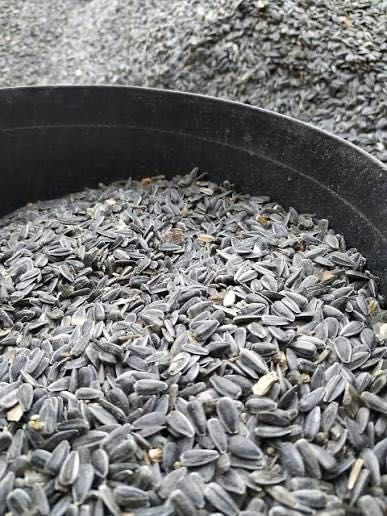 Vand floarea-soarelui