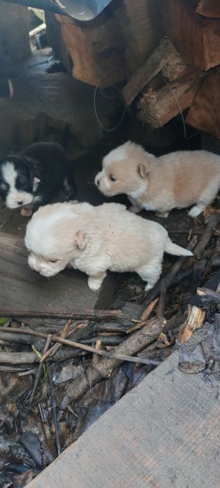 Câini iubitori care caută un stăpân