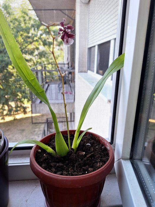 Орхидеи в саксия