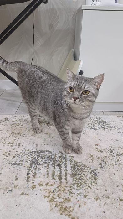 Отдам в добрые руки шотландского кота