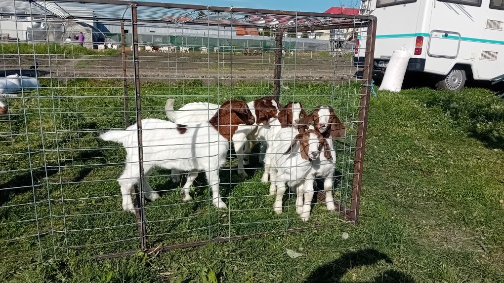 Capre iezi iedute  țap rasă Boer