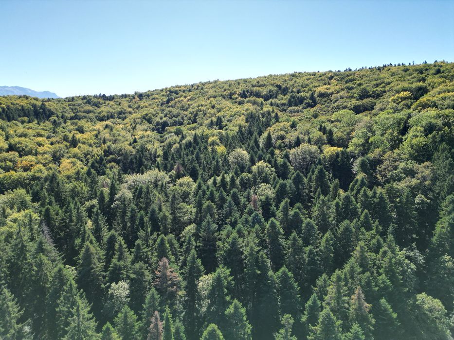 Teren Vulcan Intravilan 2000mp Poieniță Frumoasă lângă Lacuri