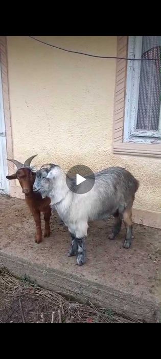 Vand o capra si 2 tapi