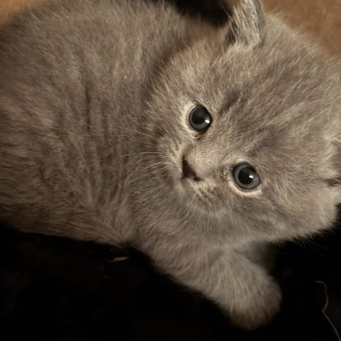 Британские котята