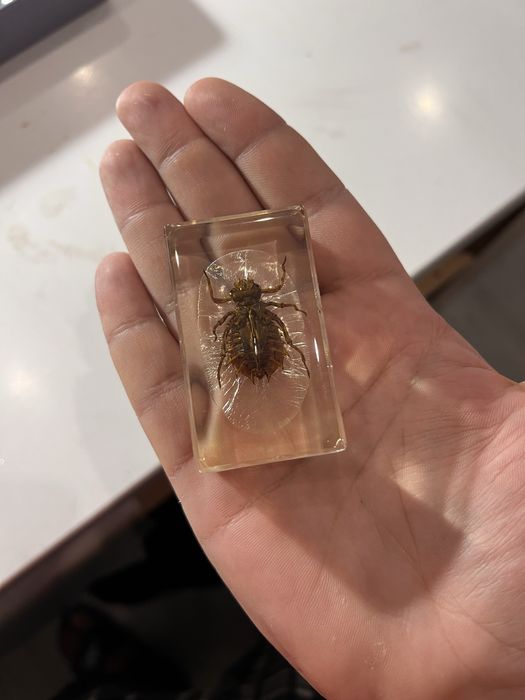 Колекция Истински буболечки